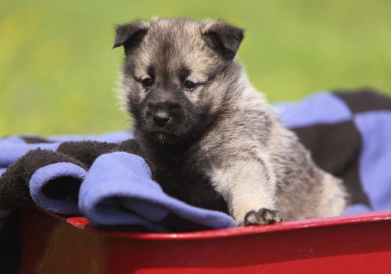 Norwegian Elkhound Puppy Images